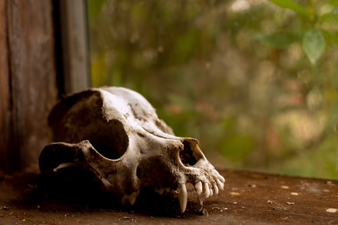 Photo superstitions about dreams - dreaming of death