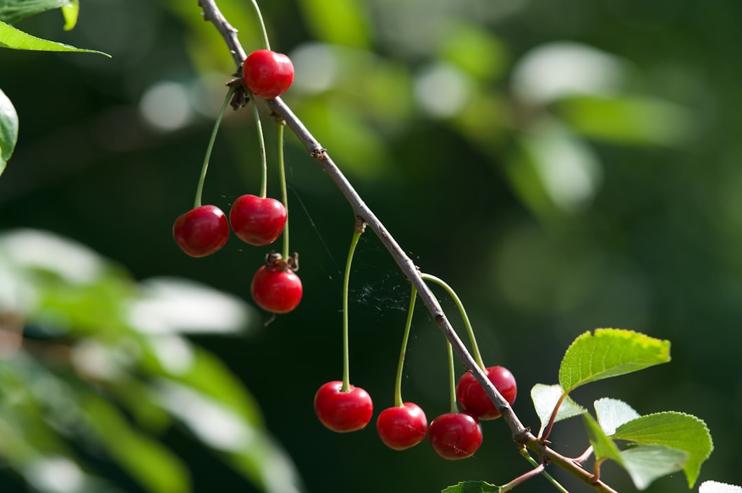 Photo antioxidant