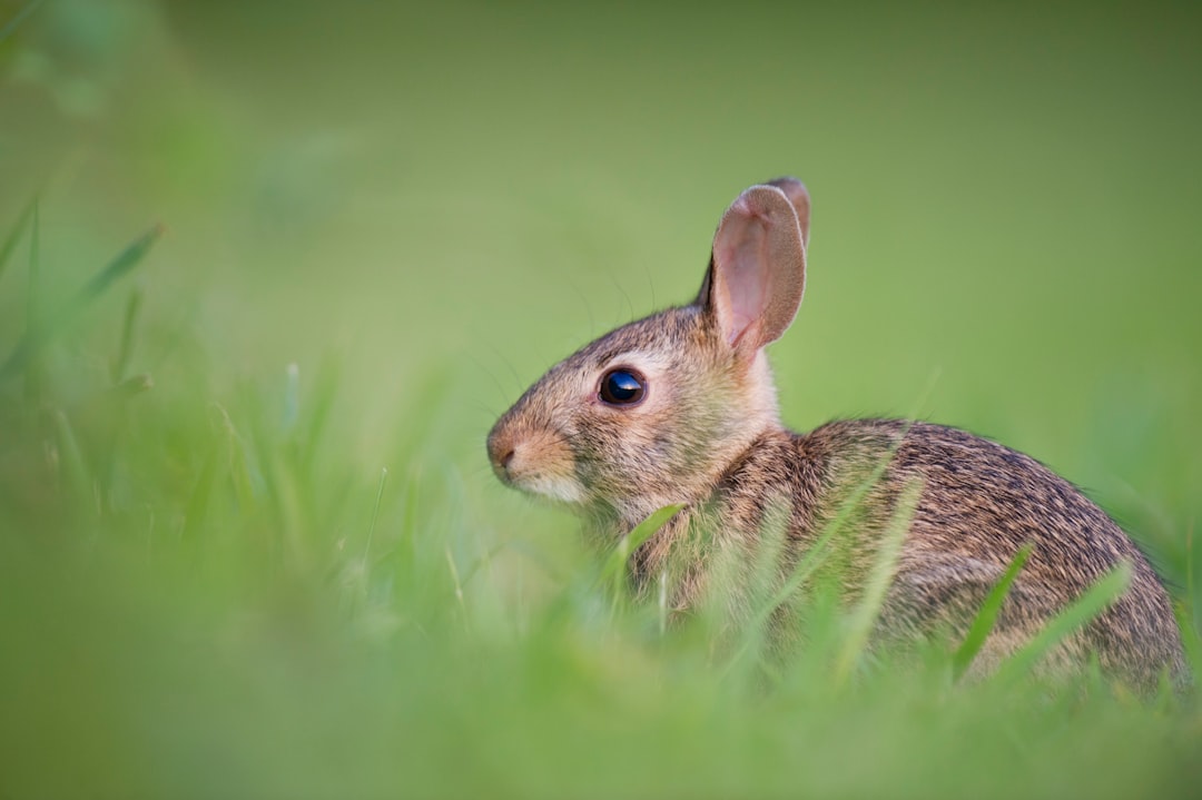 Photo rabbit